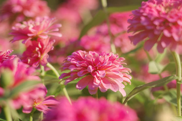 flowers and refreshing of nature.