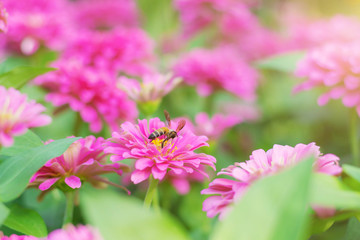 Obraz premium Flowers and the beauty.