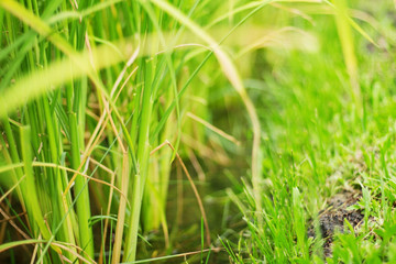 leaves of rice at the field.