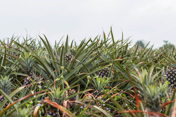 pineapple field at sky.