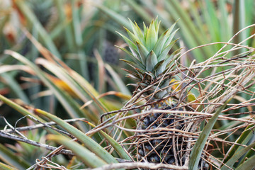 Pineapple in field.
