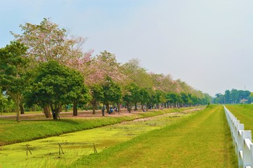 Fototapeta na wymiar Pink Pantip Tree