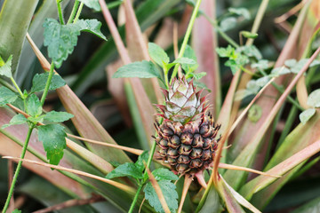 Pineapple tropical in plantation.