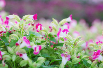 Purple flowers of natural.