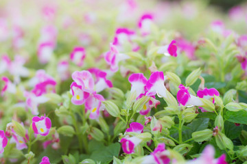 Obraz na płótnie Canvas Purple flowers with colorful.