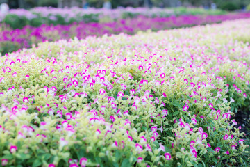 Naklejka premium Purple flowers with colorful on plot.