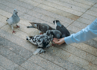 Fototapeta premium Pigeon eating feed standing on human hand. A woman feeds pigeons