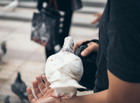 Pigeon eating feed standing on human hand. A Photographer feeds pigeons