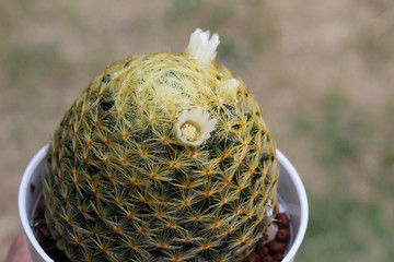 green cactus in pot with beautiful flowers