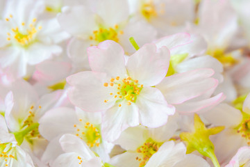 Fototapeta na wymiar Cherry blossoms on the table. Background material. テーブルの上の桜の花 　背景素材