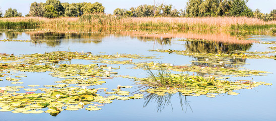 Fototapeta premium Water plants, white lilies in the bay of the Dnieper, Kiev region, Ukraine.