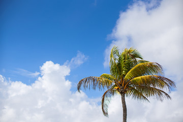 Summer palm tree on a blue sky Miami