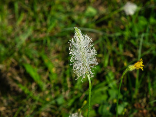 Hoary Plantain or Plantago media blossom in weed, macro, selective focus, shallow DOF