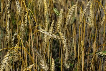 Field of rye with ears close-up background, selective focus, shallow DOF