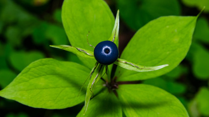 Poisonous berry on Herb-paris or true lover's knot, Paris quadrifolia, close-up, selective focus, shallow DOF