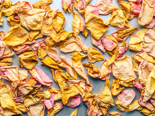 Dried Pink and Yellow Rose Petals Scattered on Chrome White Background. Top View, Flat Lay, Copy Space. Valentine, International Women's Day Card, Banner, Cover, Invitation Concept.