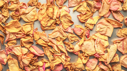 Dried Pink and Yellow Rose Petals Scattered on Chrome White Background. Top View, Flat Lay, Copy Space. Valentine, International Women's Day Card, Banner, Cover, Invitation Concept.