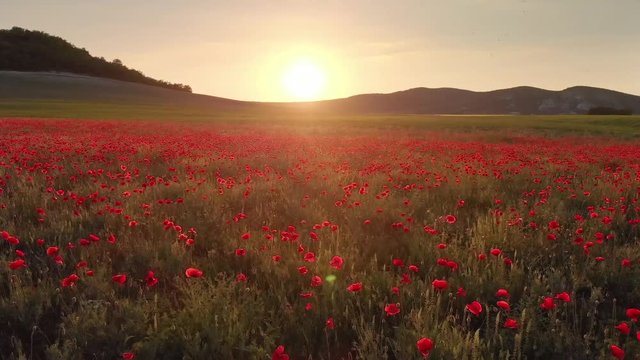 Flight over field of red poppies at sunset. Beautiful flowers and spring nature composition.