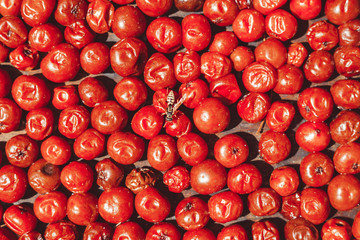 dried berries dry in the sun