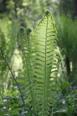 fern on green background