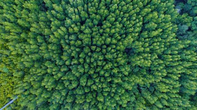 aerial photo of scenary landscape view of green mongrove forest from above. photo shot by drone © Pornprasert