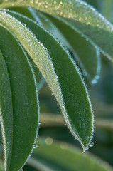 Lupine Leaves and Dew Drops. Finley National Wildlife Refuge, Willamette Valley, Oregon.