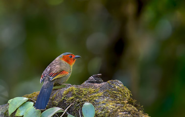 Liocichla phoenicea (Red-faced Liocichla) on branch on green background on Doi Lang,Chiang Mai, Thailand