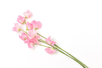 春のお花　Flower frame of spring