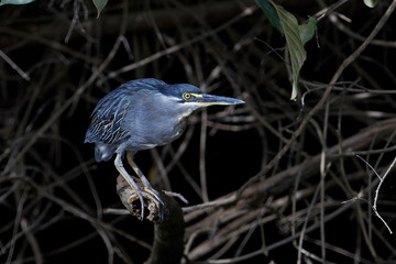 Striated heron (Butorides striata)