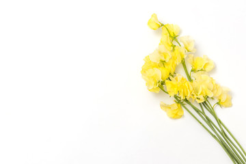 春のお花　Flower frame of spring