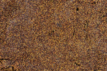 Seaweed sargassum seeds