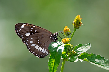Black butterfly on wildflower