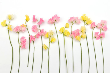 春のお花　Flower frame of spring