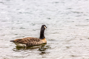 Canadian goose in water
