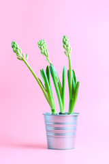 hyacinth flowers in a metal pot on a pink background. vertical frame
