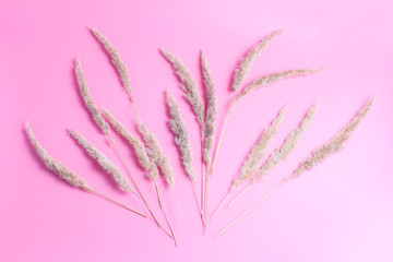 flowers composition. wild dry herbs, fluffy lovely inflorescences of light yellow color on a pink background. flat lay, top view