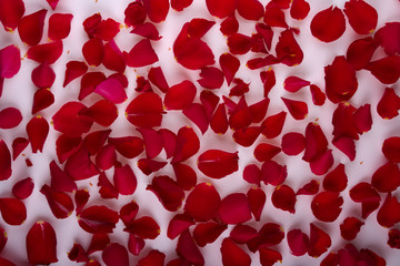 Red rose petals on a white background.