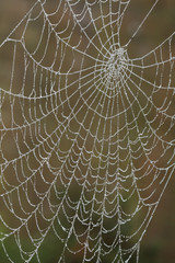 Spider web wet with dew.