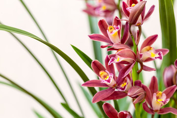 orchids closeup in spring