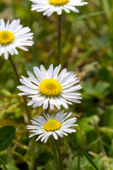 Obraz premium Wild flower, Sea Aster, Aster tripolium.