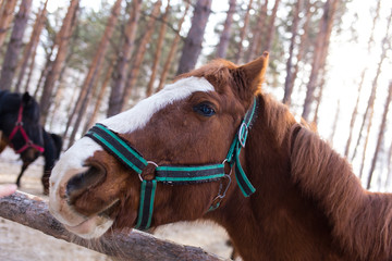 horses on a horse yard (farm, pine forest, village) in winter
