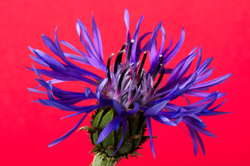 Fototapeta premium Cornflower on a red background. Centaurea cyanus.