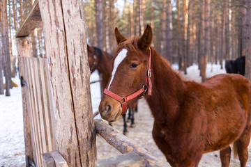 horses on a horse yard (farm, pine forest, village) in winter