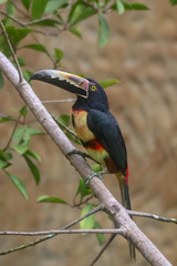Fiery Billed Aracari (Tucan)