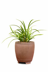 potted orchid isolated