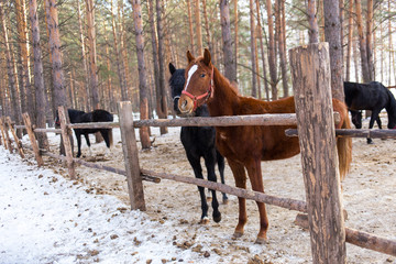 horses on a horse yard (farm, pine forest, village) in winter