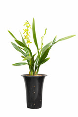 potted orchids isolated