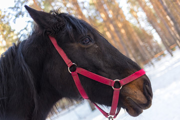 horses on a horse yard (farm, pine forest, village) in winter