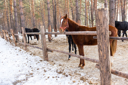 horses on a horse yard (farm, pine forest, village) in winter