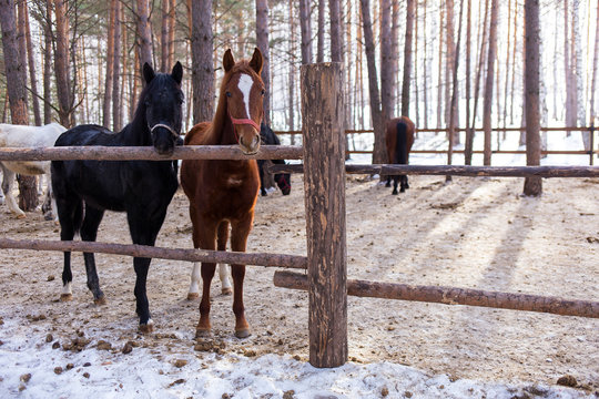 horses on a horse yard (farm, pine forest, village) in winter